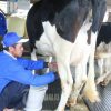 Kemendag: Atur Industri Susu Segar Nasional Butuh Perpres