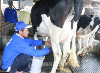 Kemendag: Atur Industri Susu Segar Nasional Butuh Perpres