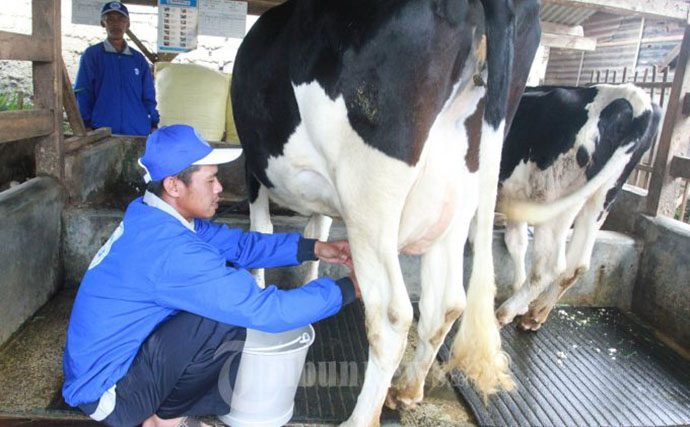 Kemendag: Atur Industri Susu Segar Nasional Butuh Perpres