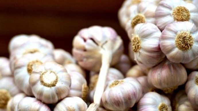 Kementan Ambil Langkah Berani genjot Produksi Bawang Putih