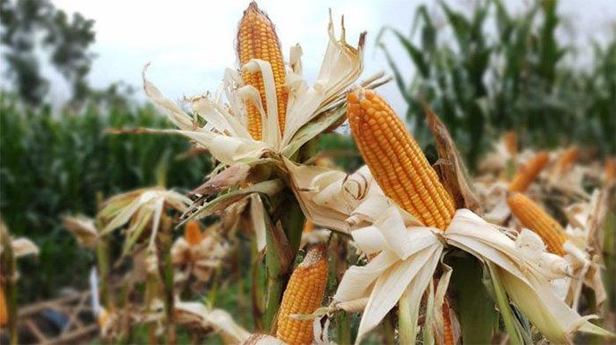 Kementan: Benih Jagung Tak Bisa untuk Pakan