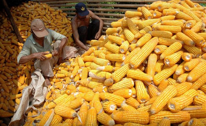 Impor Jagung Tambahan 150.000 Ton, Bulog Buka Lelang