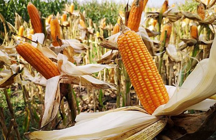 Bukan Untuk Pakan, Impor 731 Ribu Ton Jagung 2018 untuk Industri
