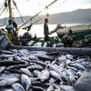 KKP Undang Nelayan Hingga Pebisnis Optimalkan Produksi Tuna