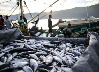 KKP Undang Nelayan Hingga Pebisnis Optimalkan Produksi Tuna