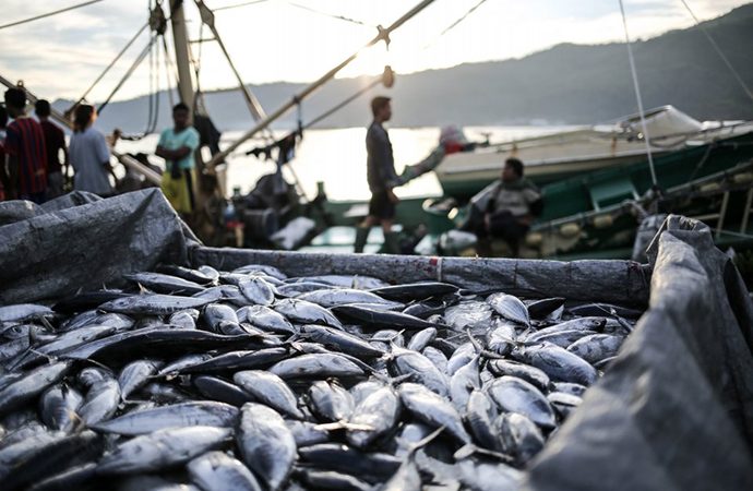 KKP Undang Nelayan Hingga Pebisnis Optimalkan Produksi Tuna