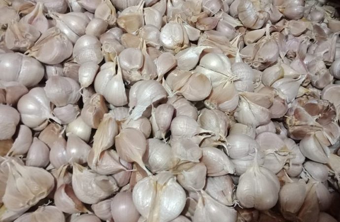 Kebijakan Mendag Perkuat Produksi Bawang Putih Indonesia