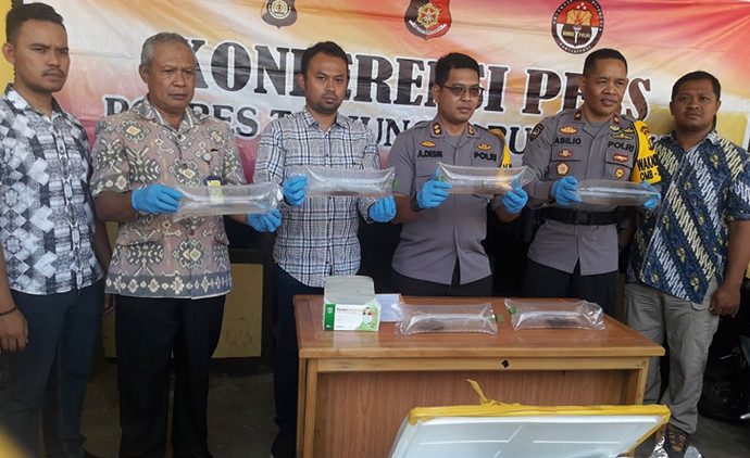 Benih Lobster Senilai Rp 37 Miliar Digagalkan