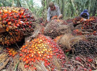 Pemerintah Terus Perbaiki Tata Kelola Kelapa Sawit