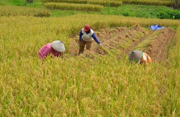 Kementan: Musim Panen Raya Jadi Berkah bagi UPJA