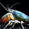 KKP Hentikan Sementara SPWP Ekspor Benih Bening Lobster