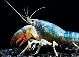 KKP Hentikan Sementara SPWP Ekspor Benih Bening Lobster