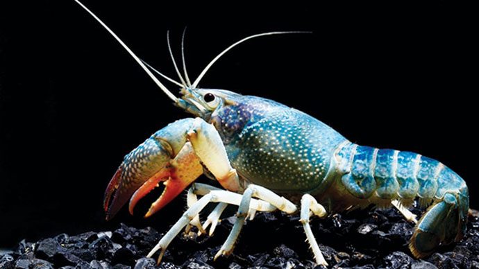 KKP Hentikan Sementara SPWP Ekspor Benih Bening Lobster