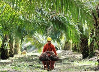 Pemerintah Alokasikan Rp5,56 T Untuk Remajakan Pohon Sawit