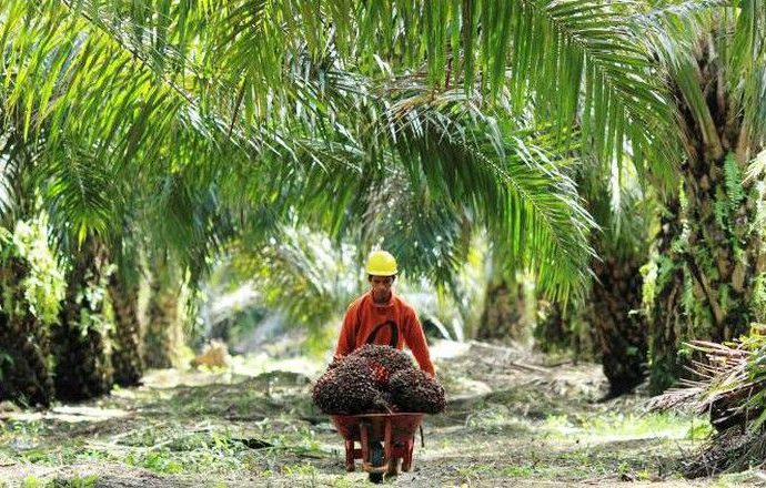 Pemerintah Alokasikan Rp5,56 T Untuk Remajakan Pohon Sawit