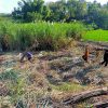 Pertamina Dukung Pembiayaan Untuk Tingkatkan Produktivitas Petani Tebu