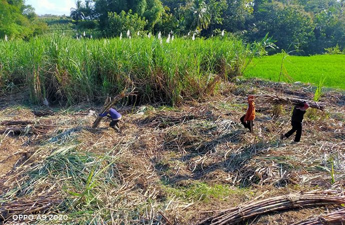 Pertamina Dukung Pembiayaan Untuk Tingkatkan Produktivitas Petani Tebu