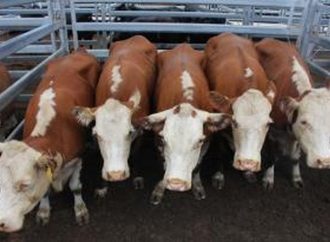 Ngeri Ya : Harga Sapi Rakyat Disikat Isue PMK, Impor Sapi Merajela