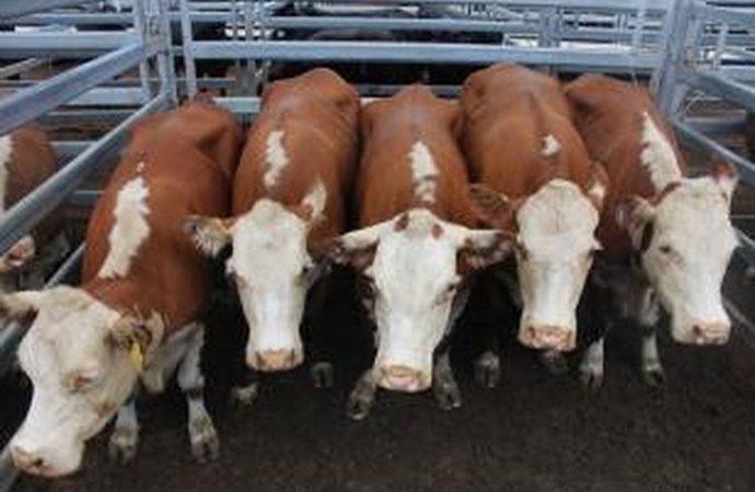 Ngeri Ya : Harga Sapi Rakyat Disikat Isue PMK, Impor Sapi Merajela