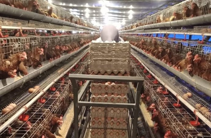 Makin Diminati Karena Tingkatkan Hasil Produksi, Program EA PLN Capai 230 Ribu Pelanggan Hingga Triwulan III 2023