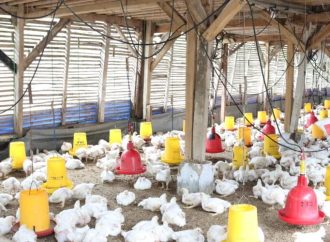 KPPU: Harga Karkas Diatur Broker, Perbaiki Aturan Peternakan Ayam