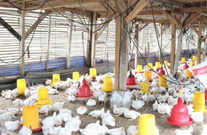KPPU: Harga Karkas Diatur Broker, Perbaiki Aturan Peternakan Ayam
