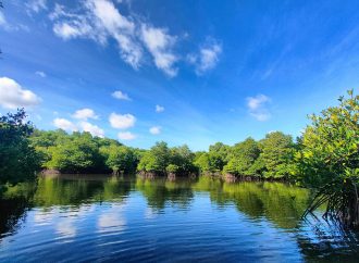 Kembangkan Hutan Mangrove di Bali, PLN Sukses Jaga Lingkungan dan Berdayakan Masyarakat