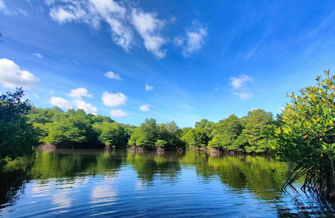 Kembangkan Hutan Mangrove di Bali, PLN Sukses Jaga Lingkungan dan Berdayakan Masyarakat