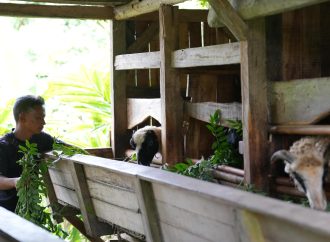 PLN Akan Resmikan Pengembangan Ekosistem Biomassa di Tasikmalaya