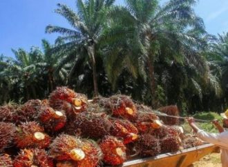 Kemenperin: Batang Kelapa Sawit Bisa ‘Disulap’ Jadi Produk Gula Merah