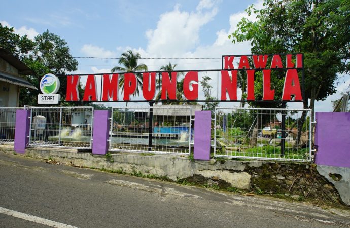 Mengenal SFV Yang Mampu Dongrak Budidaya Nila