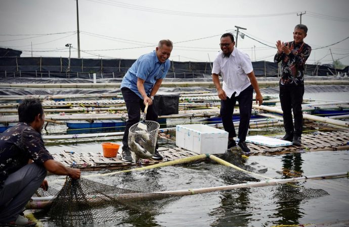 Panen Perdana Kakap Putih dan Kerapu, Koperasi Ini Siap Wujudkan Program Ketahanan Pangan