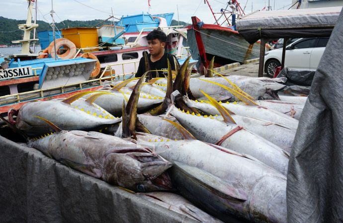 Sistem Pascaproduksi PIT Tingkatkan PNBP SDA Perikanan 30%
