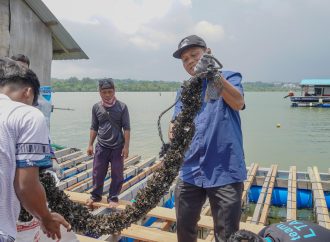 Budidaya Lobster di Batam Sukses Besar, Pendapatan Pembudidaya Kerang Ikut Naik
