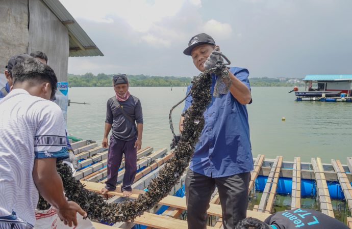 Budidaya Lobster di Batam Sukses Besar, Pendapatan Pembudidaya Kerang Ikut Naik