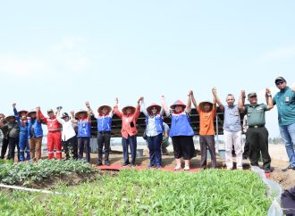 Petani Cilacap Untung 10x Lipat Berkat PLTS dan PLTB Pertamina