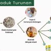 Jadi Bahan Parfum & Aromaterapi, Kemenyan RI Diminati Industri RRT, AS dan Prancis
