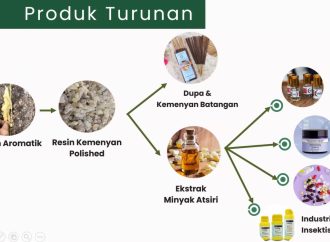 Jadi Bahan Parfum & Aromaterapi, Kemenyan RI Diminati Industri RRT, AS dan Prancis