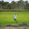 Harga Pupuk Turun 20 Persen, Petani Optimistis Sambut Musim Tanam
