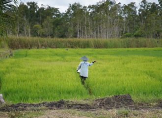 Harga Pupuk Turun 20 Persen, Petani Optimistis Sambut Musim Tanam