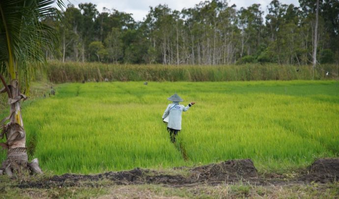 Harga Pupuk Turun 20 Persen, Petani Optimistis Sambut Musim Tanam