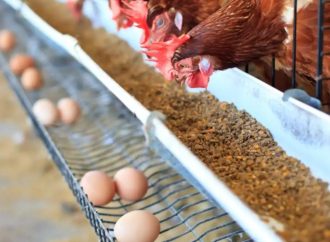 Harga Telur & Ayam Naik Imbas Program Makan Bergizi Gratis, Inflasi Oktober Terdorong!