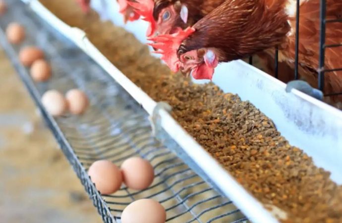 Harga Telur & Ayam Naik Imbas Program Makan Bergizi Gratis, Inflasi Oktober Terdorong!