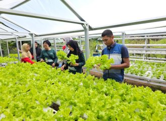 Pertamina Patra Niaga Dorong Ketahanan Pangan Lewat Panen Bersama Kelompok Wanita Tani di Maros