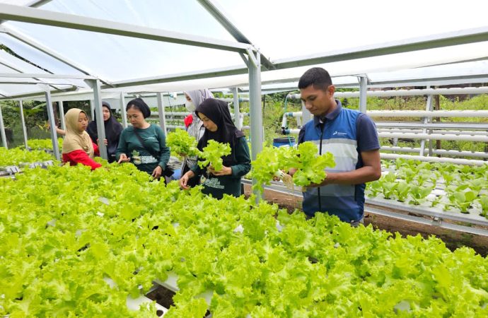 Pertamina Patra Niaga Dorong Ketahanan Pangan Lewat Panen Bersama Kelompok Wanita Tani di Maros